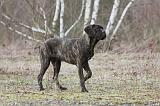 CANE CORSO 782